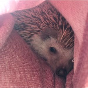 Meet your Posher, Shane